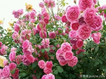 推薦3種生長(cháng)速度快的爬藤月季，花墻超級漂亮