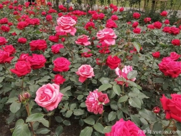 月季開(kāi)花的時(shí)候是否要追肥？一篇講肥料全面