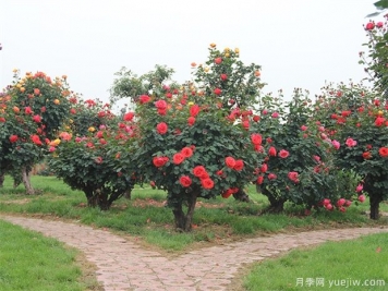 植物設計師在景觀(guān)設計中的地位和角色