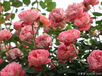 推薦5個(gè)抗病性強的藤本月季品種，新手輕松種植