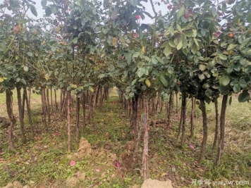冬季南陽(yáng)苗圃這么澆水，減少一半凍傷量