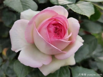 秋天月季養護小知識，秋季修剪和澆水與病蟲(chóng)害防治