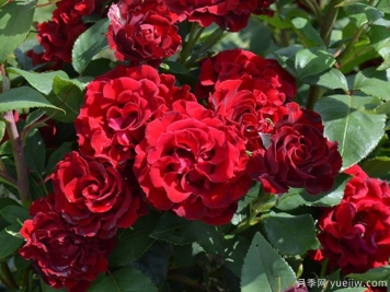 紀念芭芭拉月季的優(yōu)缺點(diǎn)是什么？
