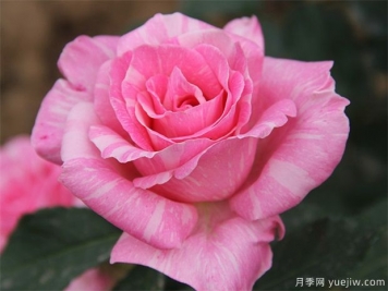讀書(shū)句子迷：余生只愿你知足且上進(jìn)，溫柔而堅定
