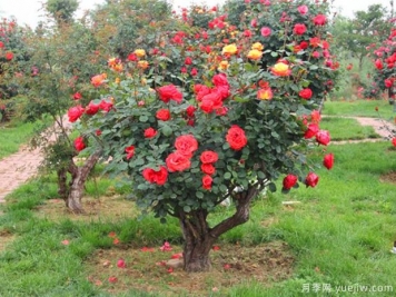 園林植物移栽后生根成活的6個(gè)措施