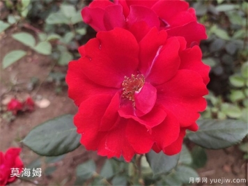 莫海姆月季的種植方法知道嗎？