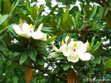 廣玉蘭繁育栽培技術(shù)簡(jiǎn)介