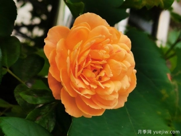 抗病耐熱的蜂蜜焦糖月季該如何去養護？