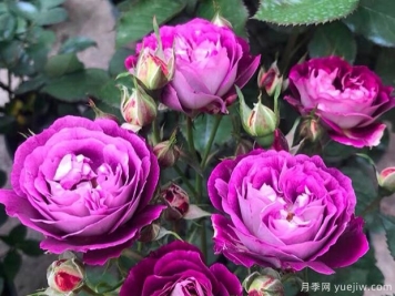 冬季苗圃這么澆水，減少一半凍傷量