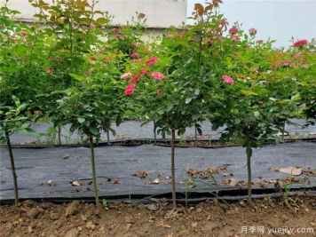 南陽(yáng)綠化苗木種植規范
