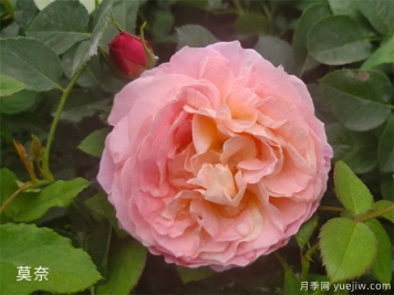 月季花施肥方法，月季養護如何施肥