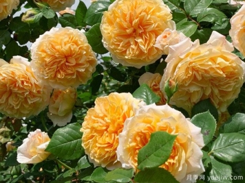 推薦8種藤本月季，抗病性強好養好看愛(ài)開(kāi)花