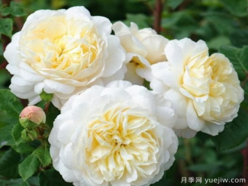 35個(gè)奧斯汀官方推薦的月季品種，抗病強長(cháng)勢好開(kāi)花多花友必選