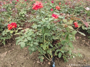 地栽月季應該如何進(jìn)行施肥和管理？