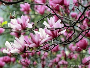為什么都說(shuō)鄉土樹(shù)種好？