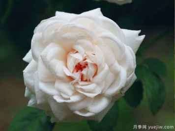 談?wù)勚袊录镜陌l(fā)展史，致敬中國的月季育種家前輩們！
