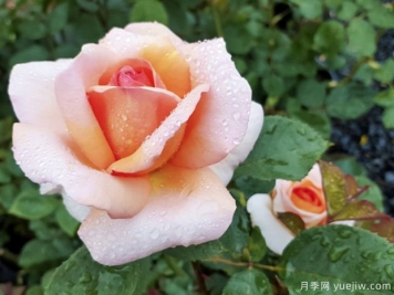 老爺的美人月季