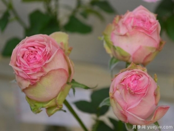 智慧女神月季的優(yōu)缺點(diǎn)是什么？