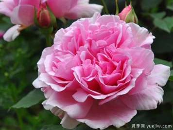 春日月季的優(yōu)缺點(diǎn)是什么？