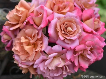 帷幕月季的優(yōu)缺點(diǎn)是什么？