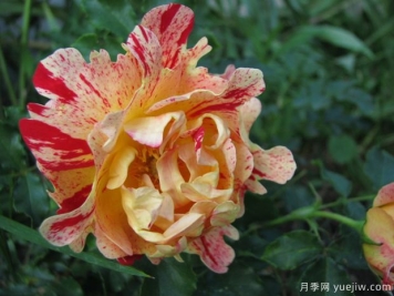 尼梅特月季的優(yōu)缺點(diǎn)是什么？
