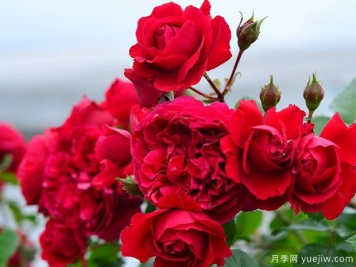 蒂娜VS紅龍VS玫瑰國度的天使，3款紅色藤本月季推薦