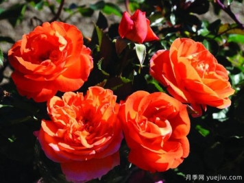 芒果陽(yáng)臺月季的優(yōu)缺點(diǎn)是什么？