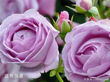 25個(gè)藍紫色月季品種大合集，天然藍紫美到心里