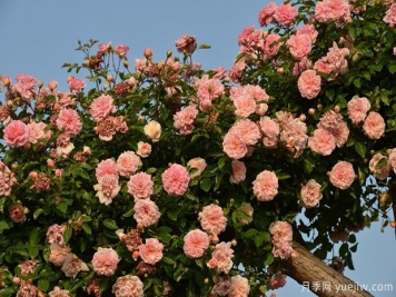 藤本月季花應該如何牽引？