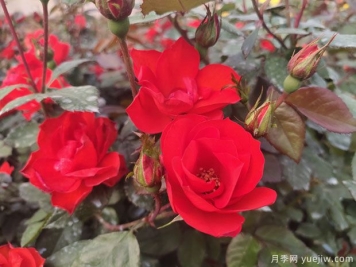 推薦8款豐花月季品種介紹，花滿(mǎn)枝頭，園林應用花量多