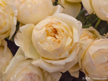 象牙伊芙伯爵月季的優(yōu)缺點(diǎn)是什么？