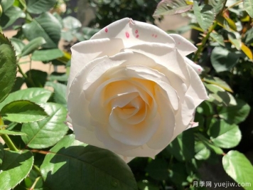 逸思步月季的優(yōu)缺點(diǎn)是什么？