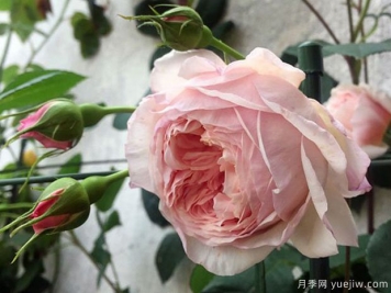 威廉莫里斯月季的優(yōu)缺點(diǎn)是什么？