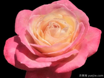弗朗西絲路易莎月季的優(yōu)缺點(diǎn)是什么？