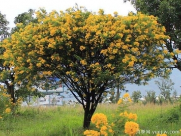 黃花槐有望成為北方地區花灌木中的后起之秀