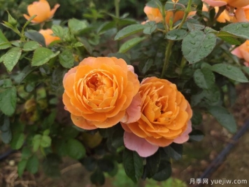 微型月季怎么養殖你知道嗎？要養好微型月季也不難