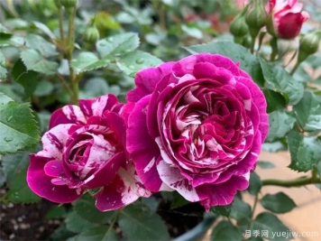 月季花病蟲(chóng)害該如何防治？