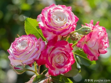 月季黑星病的病癥是怎樣的？如何進(jìn)行防治？