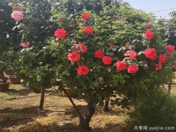庭院種樹(shù)是不是越大越好？不是如此