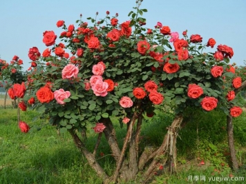 苗木術(shù)語(yǔ)暗語(yǔ)截桿、幾年冒、全冠的意思