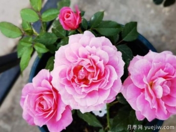 牡丹花，養護小知識