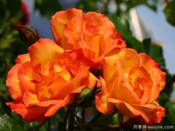 食醋養花卉妙處有三個(gè)，長(cháng)勢旺花多色艷
