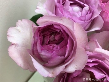 伊芙草莓樹(shù)月季