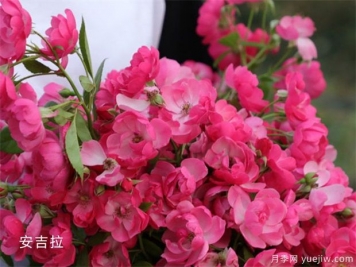 14個(gè)藤本月季品種推薦，哪個(gè)品種好