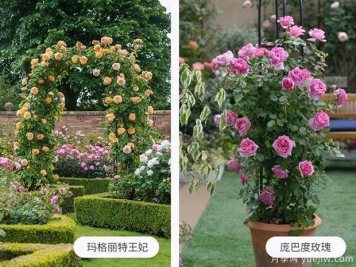 藤本月季什么時(shí)候牽引比較好呢？