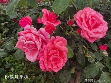 中國月季為什么打不過(guò)歐月甚至比不過(guò)日本月季？