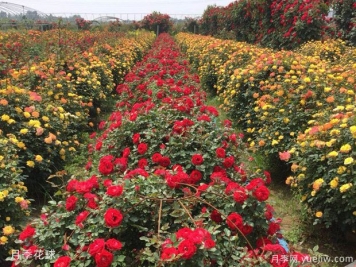 灌木球，月季花球，為景觀(guān)設計畫(huà)龍點(diǎn)睛