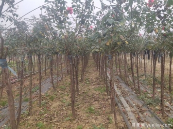 苗木人都知道，秋季要翻耕，苗圃要冬灌