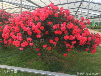 園林綠化中的樹(shù)木分類(lèi)