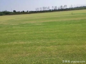 秋季草坪防除雜草需要注意啥？